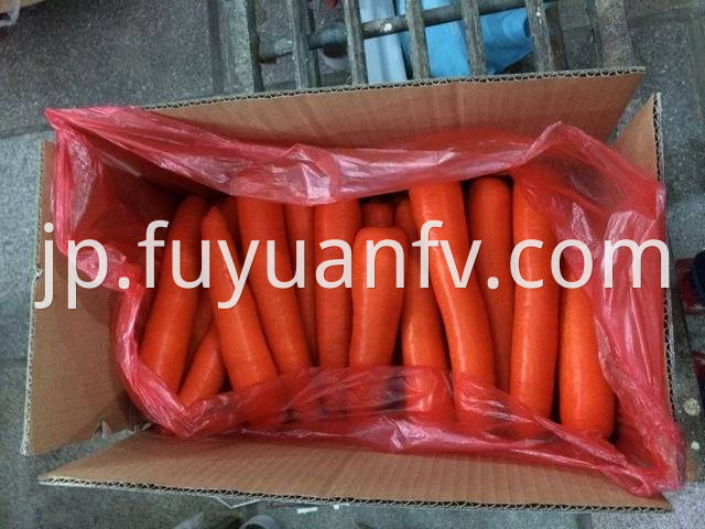 xiamen carrot 